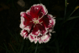 Dianthus 'Laced Hero' RCP 6-08 117.jpg